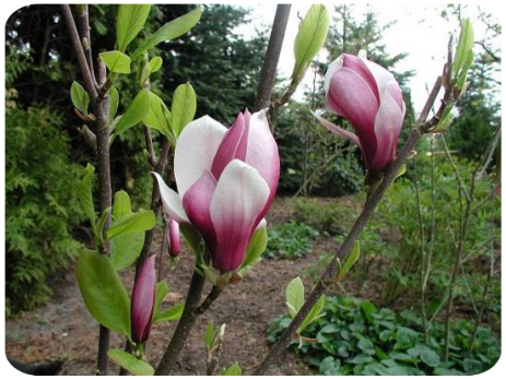 Magnolien Magnolien