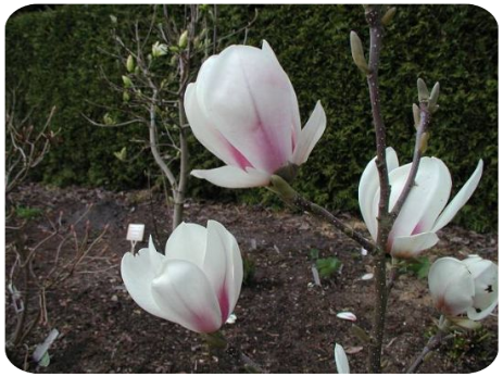 Magnolien