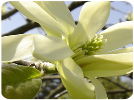 Magnolia